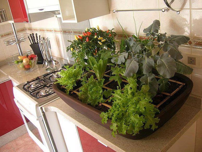 como-ter-uma-horta-em-casa-1a