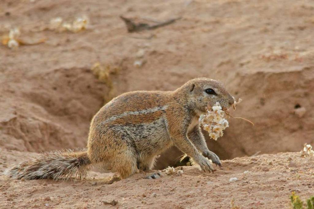 Essa sequência de fotos de esquilos apaixonados derrete qualquer coração