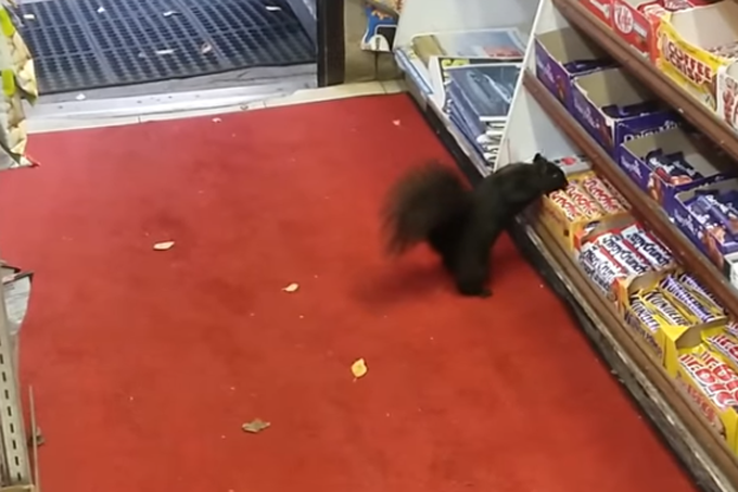 Esquilos “ladrões” viram sensação no Canadá