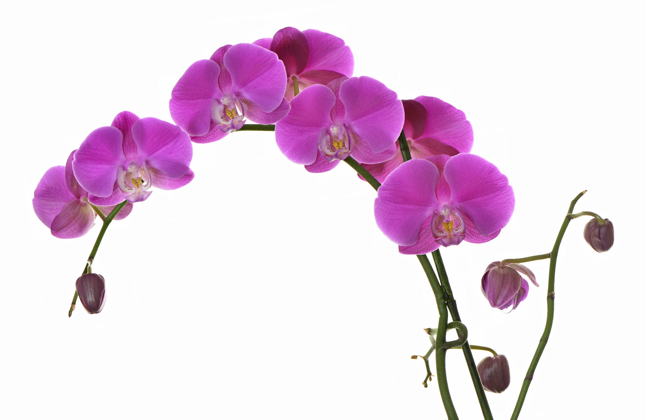 Flores de sombra e meia-sombra &ndash; orqu&iacute;dea borboleta