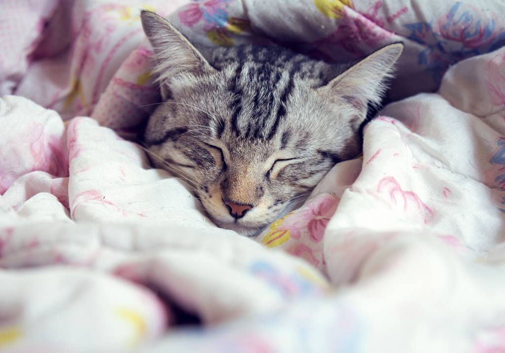 27 gatos que estão com tanta preguiça quanto você neste fim de semana