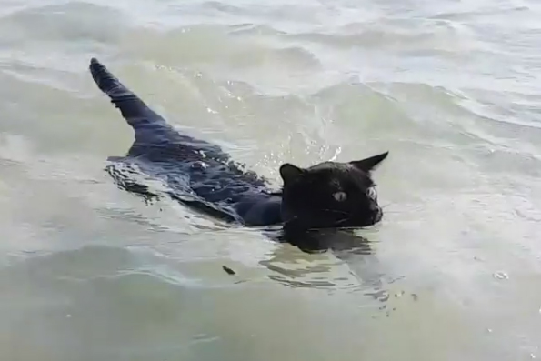 Esse gato AMA o mar e está fazendo o maior sucesso no Instagram