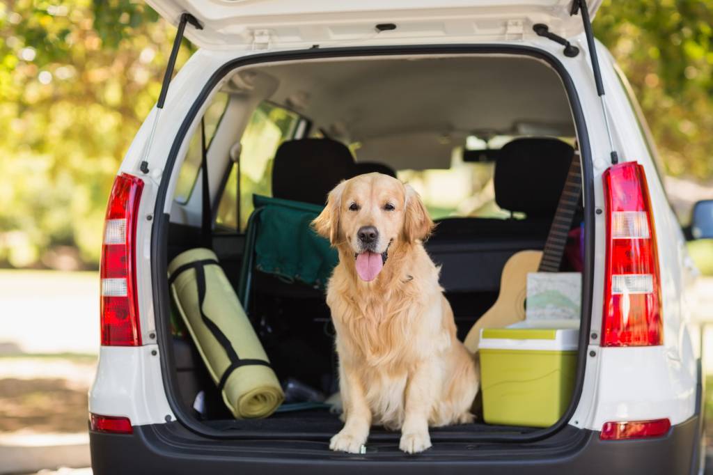 Vai viajar? Saiba como transportar animais de forma segura no carro