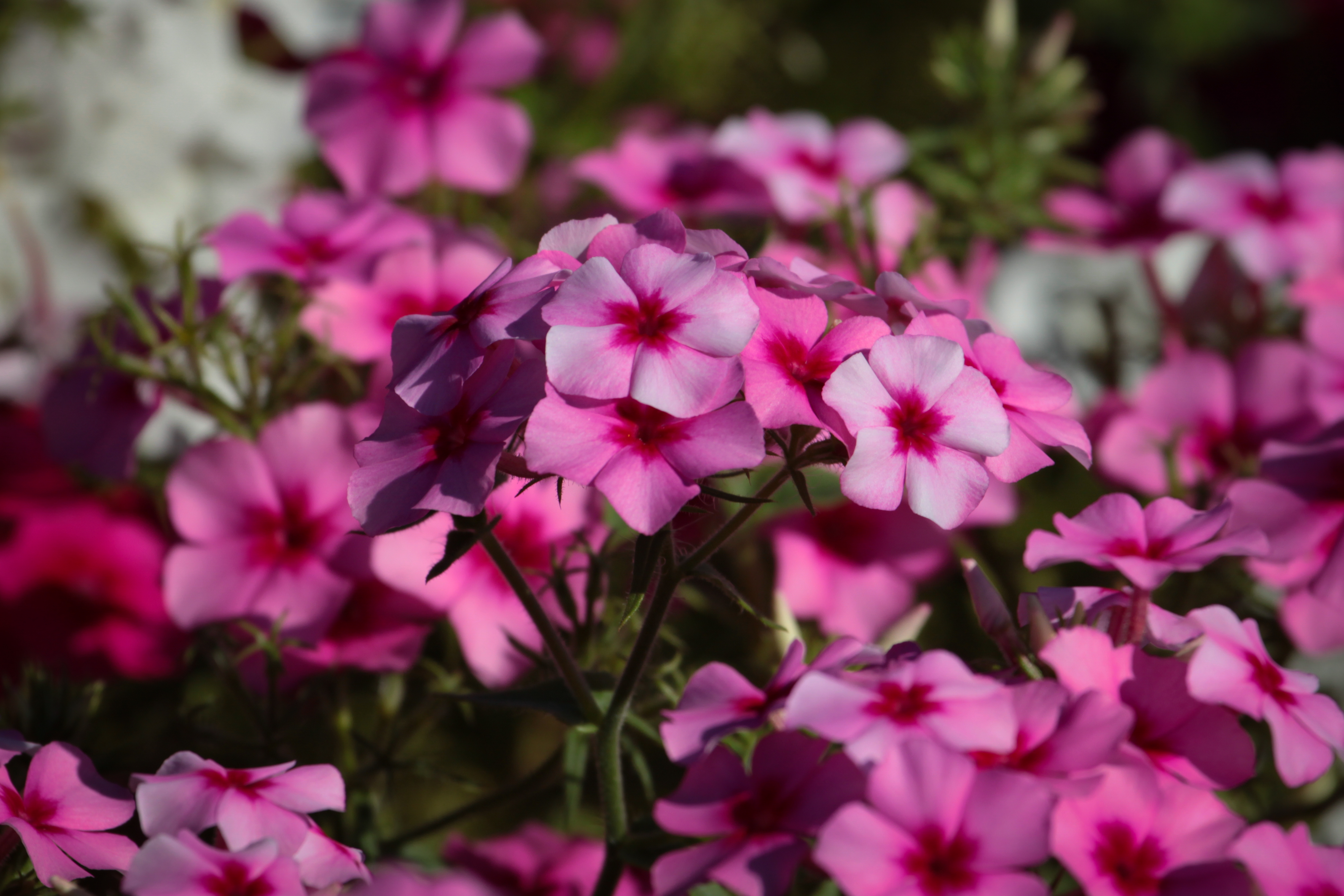 Flor de b&aacute;lsamo, n&atilde;o me toque