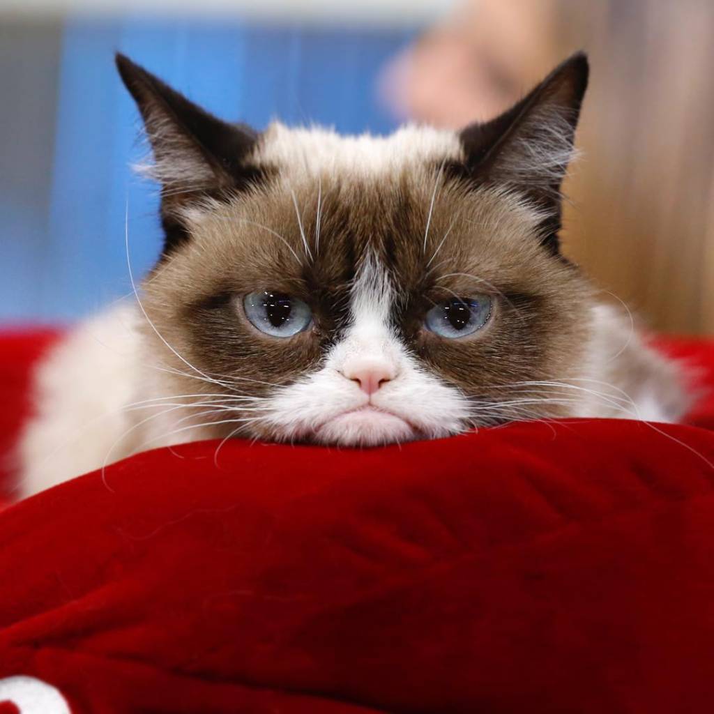 Morre Grumpy Cat, o gato rabugento mais amado da internet
