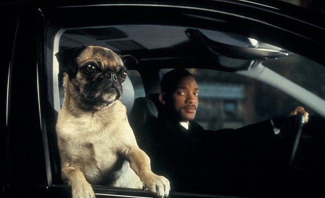 homens-de-preto-frank-pug
