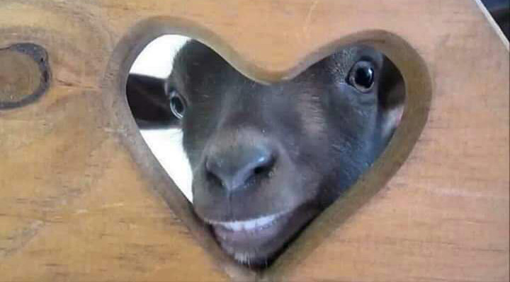 Meme e cantada para o crush