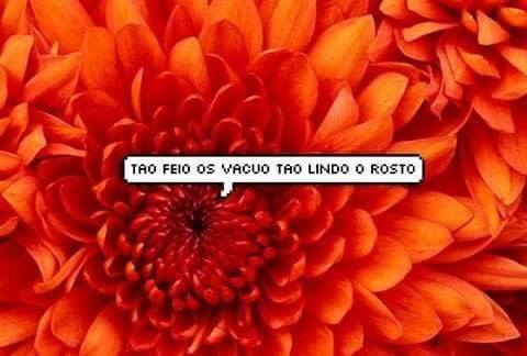 Reprodu&ccedil;&atilde;o