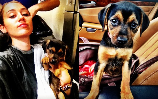 Cachorro dos famosos: Miley Cyrus adota filhote abandonado