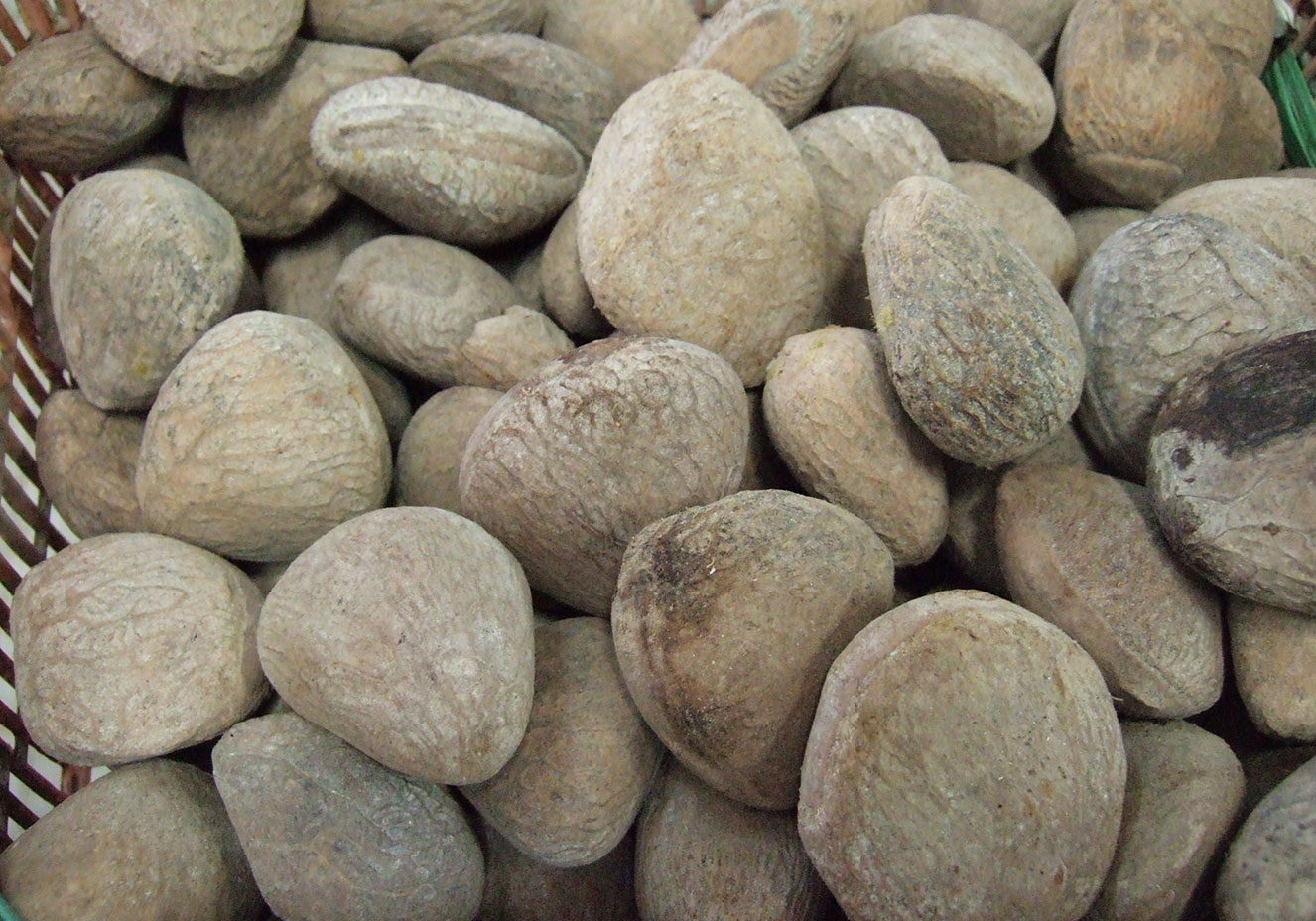 Midori/Reprodu&ccedil;&atilde;o