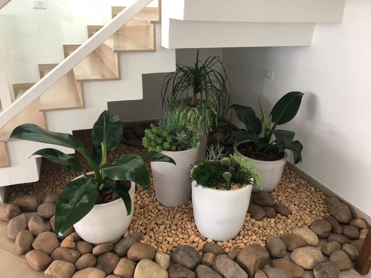 plantas de sombra plena e meia sombra