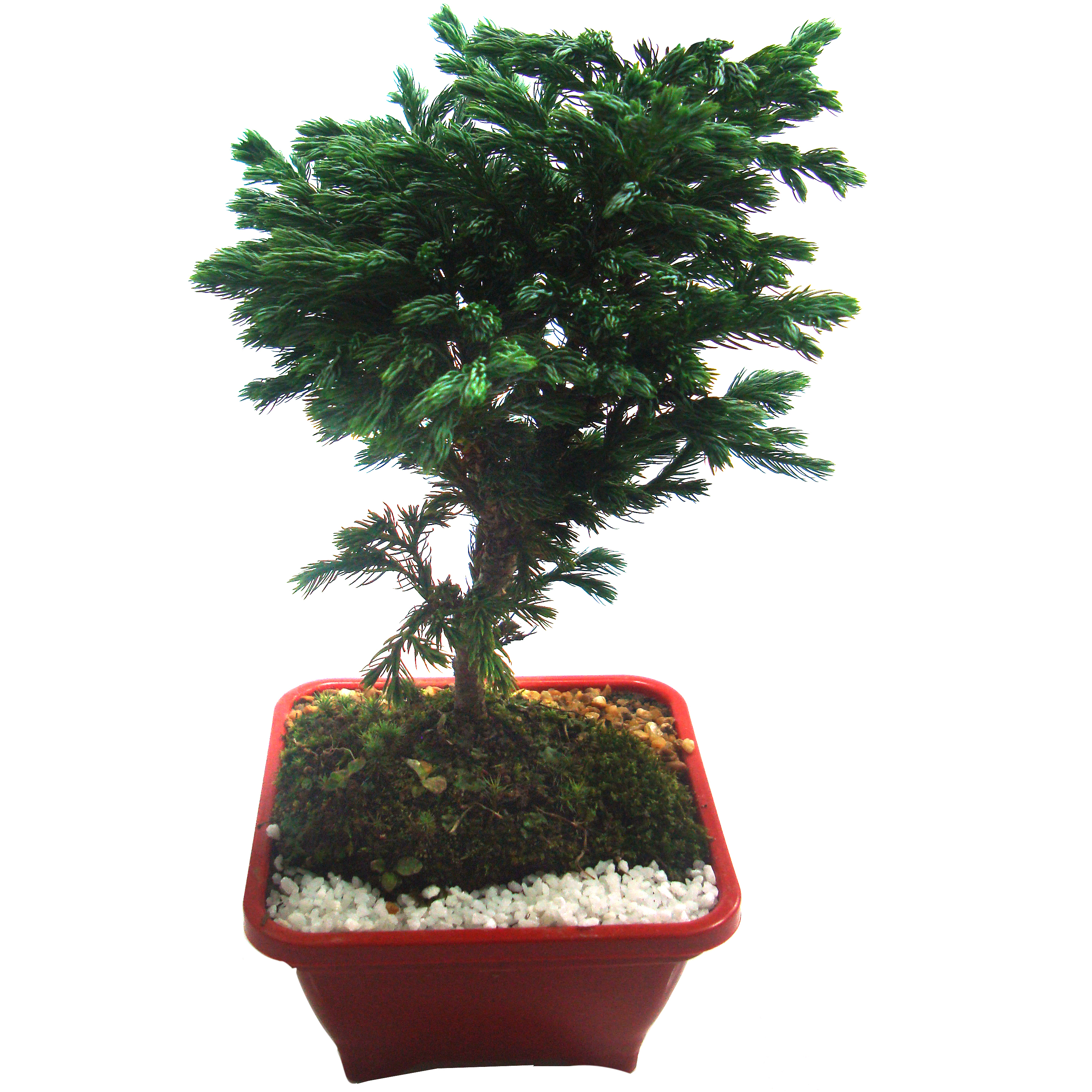 Plantas que trazem bons fluidos para casa &ndash; bonsai