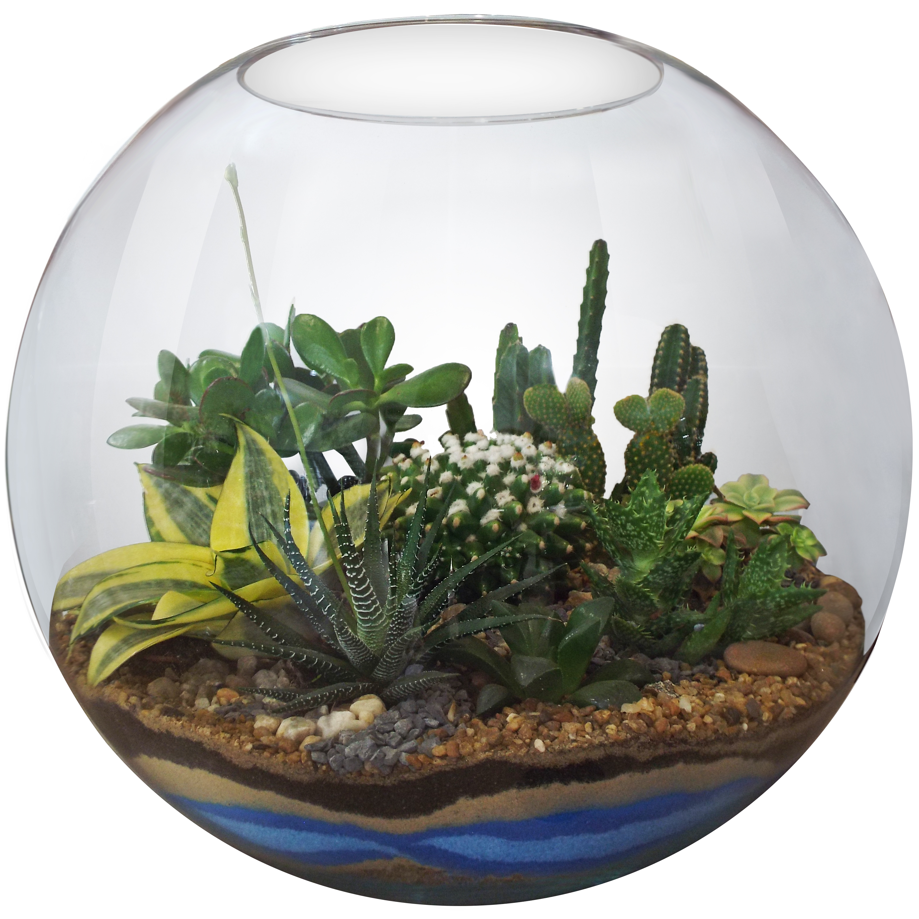 Plantas que trazem bons fluidos para casa &ndash; cactos