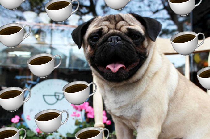 Só para pugs: Londres vai ganhar um café exclusivo para os cães