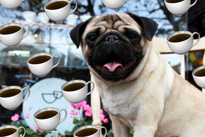 Só para pugs: Londres vai ganhar um café exclusivo para os cães
