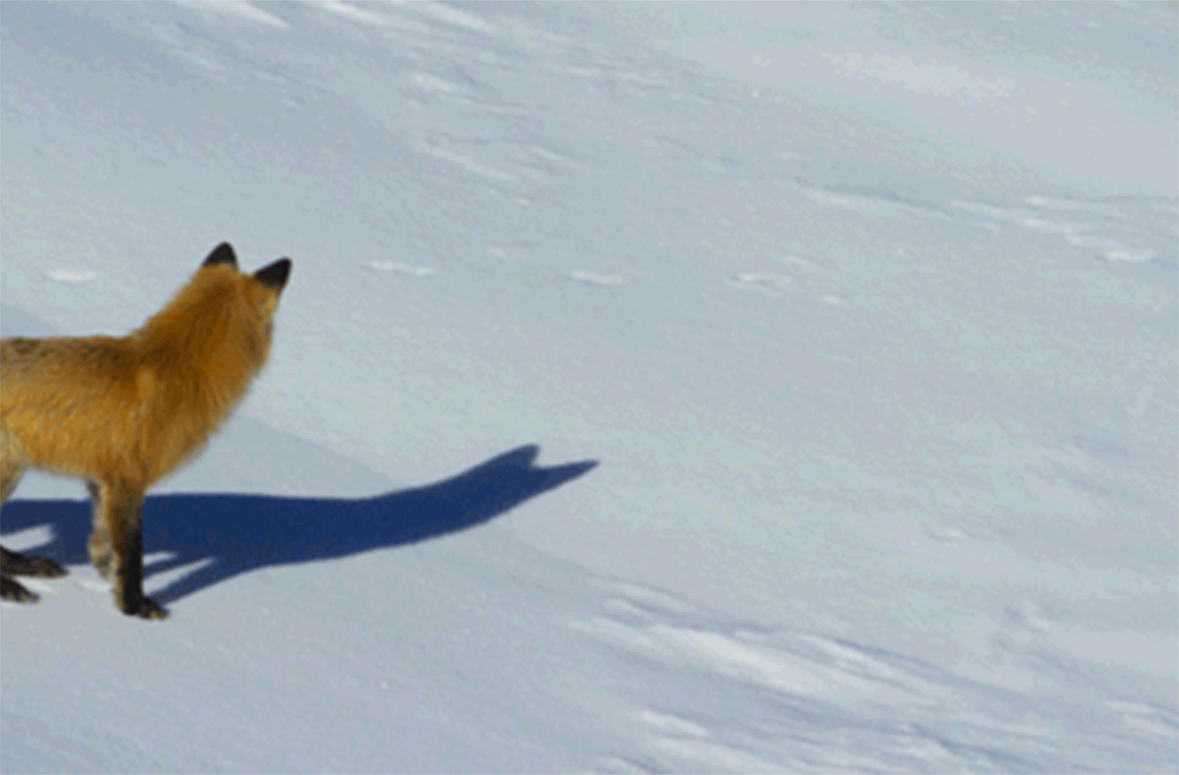 17 GIFs de animais vivendo um péssimo dia