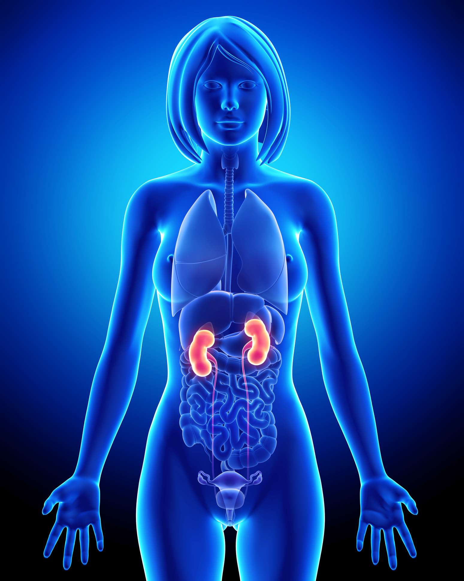Female kidney anatomy in blue x-ray loop