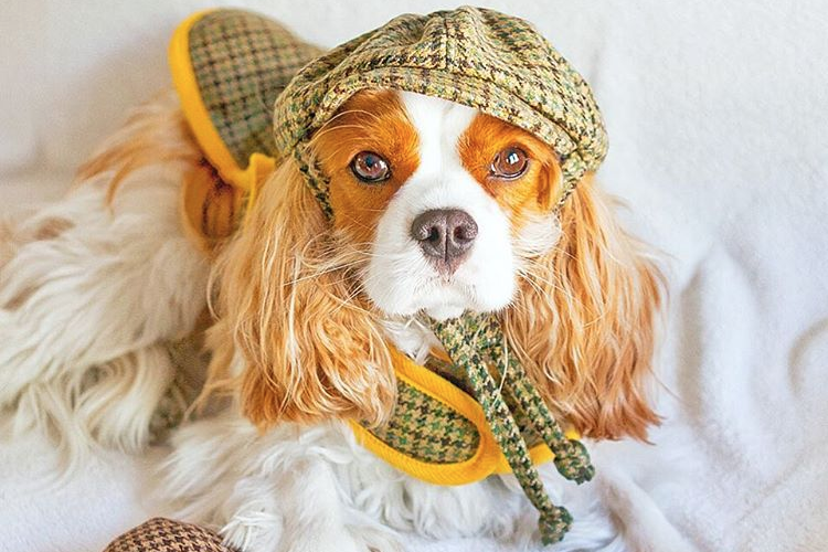 Rússia anuncia primeira vacina contra Covid-19 para animais