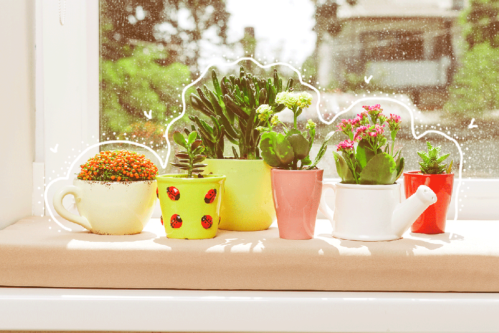 Saiba como cuidar de suculentas em ambientes fechados