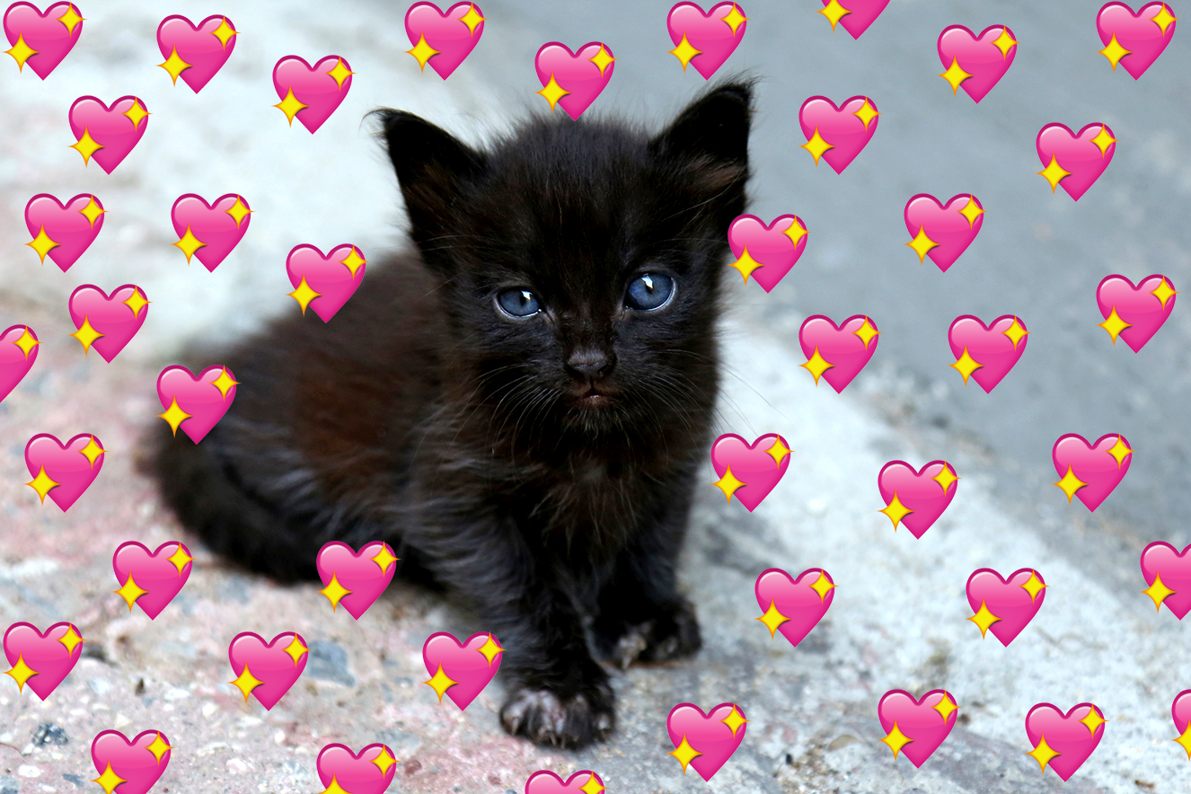 50 gatinhos pretos cuja fofura não tem NADA a ver com o seu azar