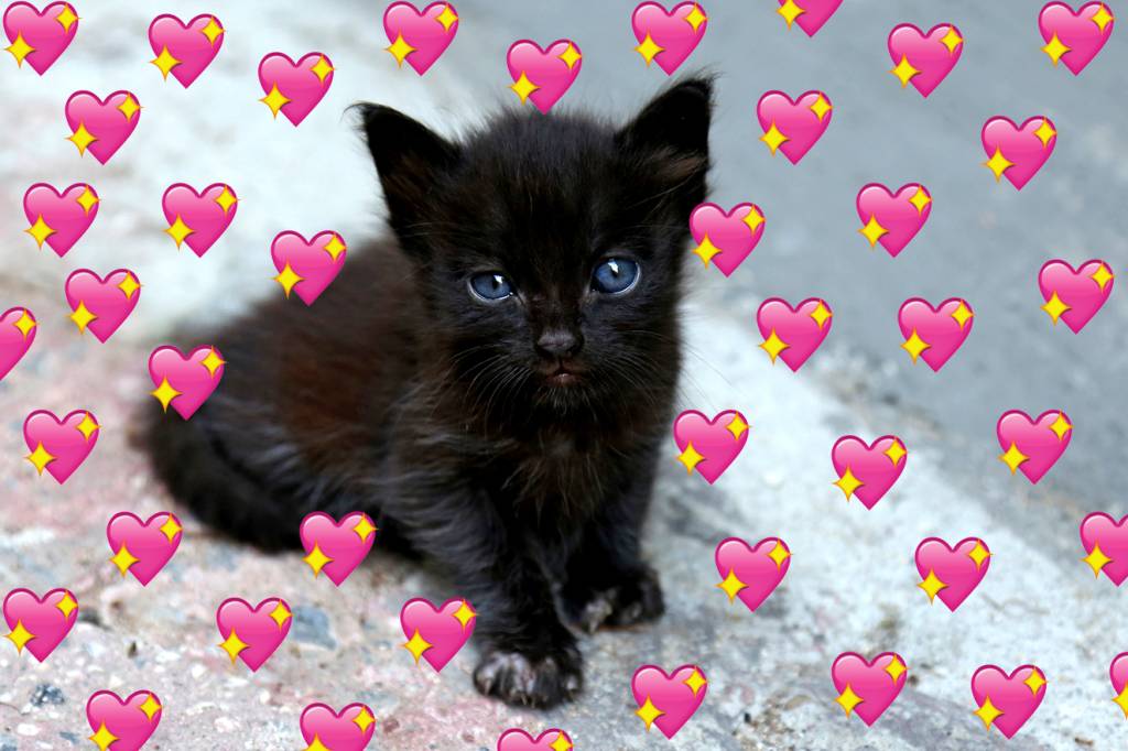 50 gatinhos pretos cuja fofura não tem NADA a ver com o seu azar