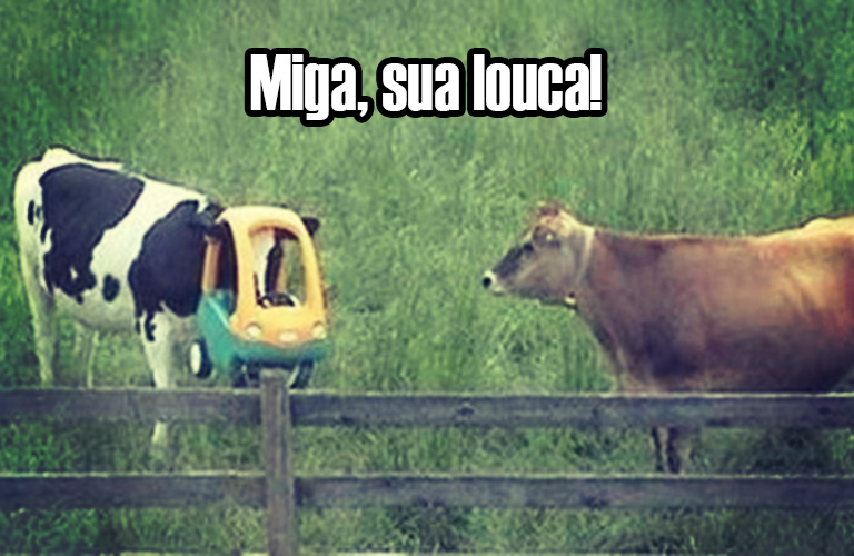 20 animais que estão tendo um dia mais difícil que o seu