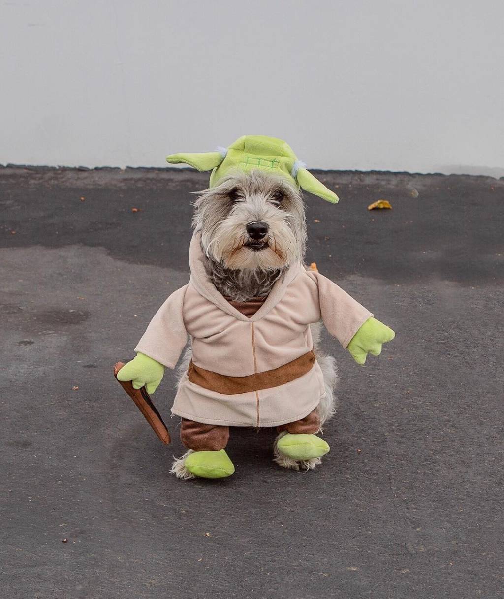 Os dogs e gatinhos mais fofos da internet celebrando o Dia de Star Wars