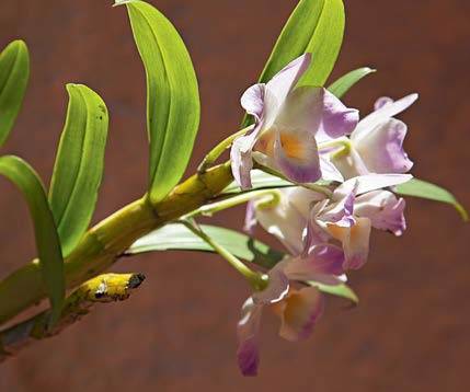 Orquídea olho-de-boneca lilás Orquídea olho-de-boneca lilás
