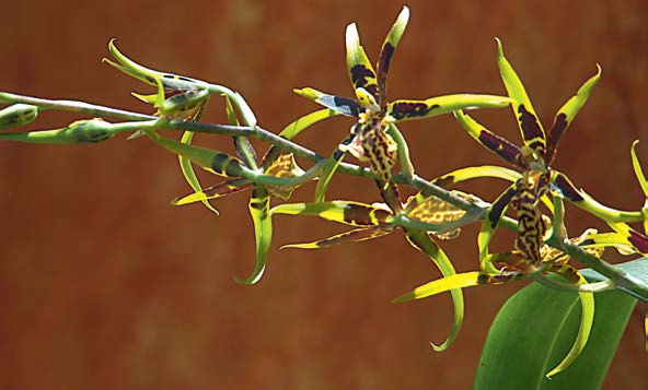 Orqu&iacute;dea brassia