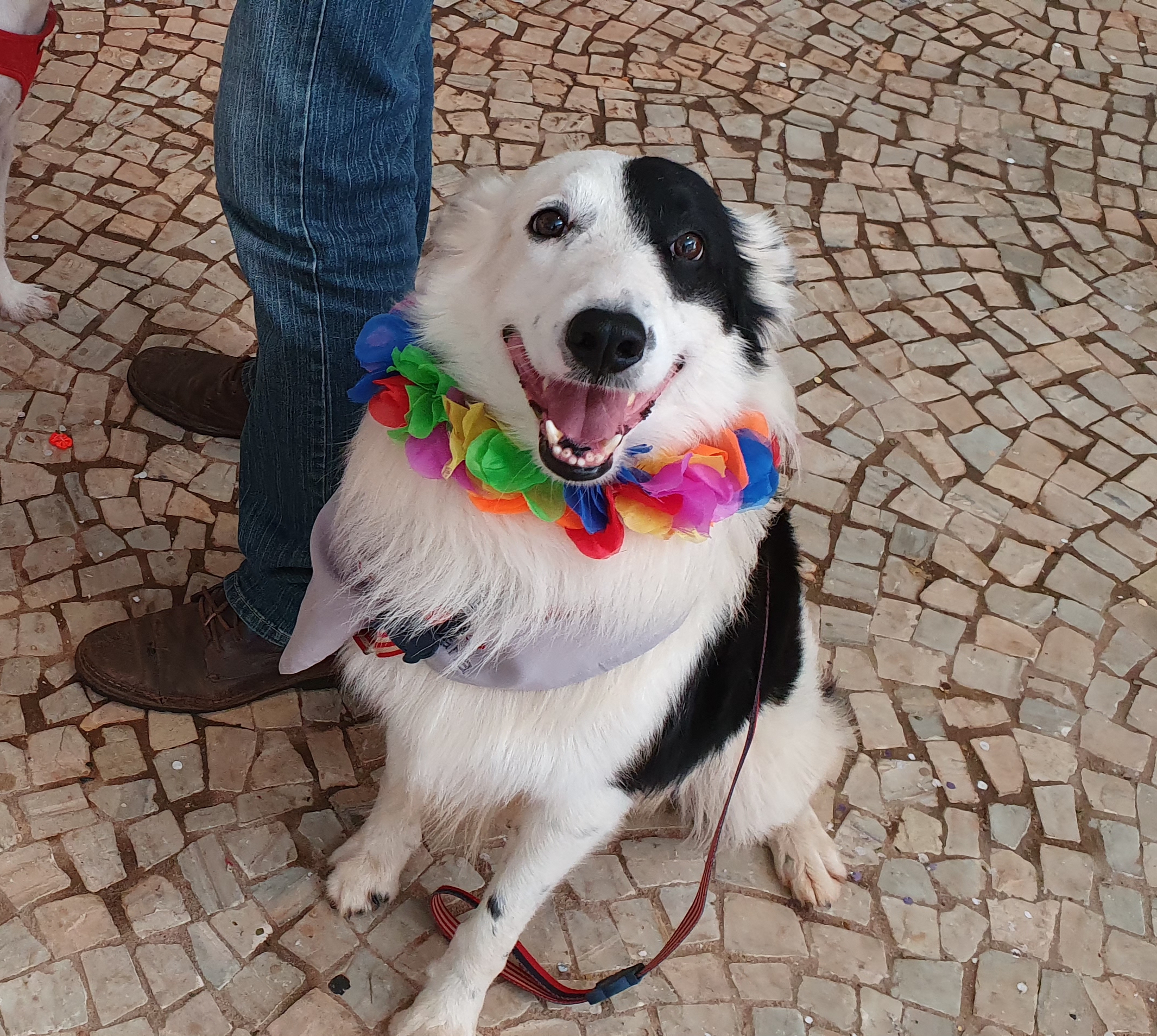 O pet Sans&atilde;o em um bloco de carnaval em Bras&iacute;lia