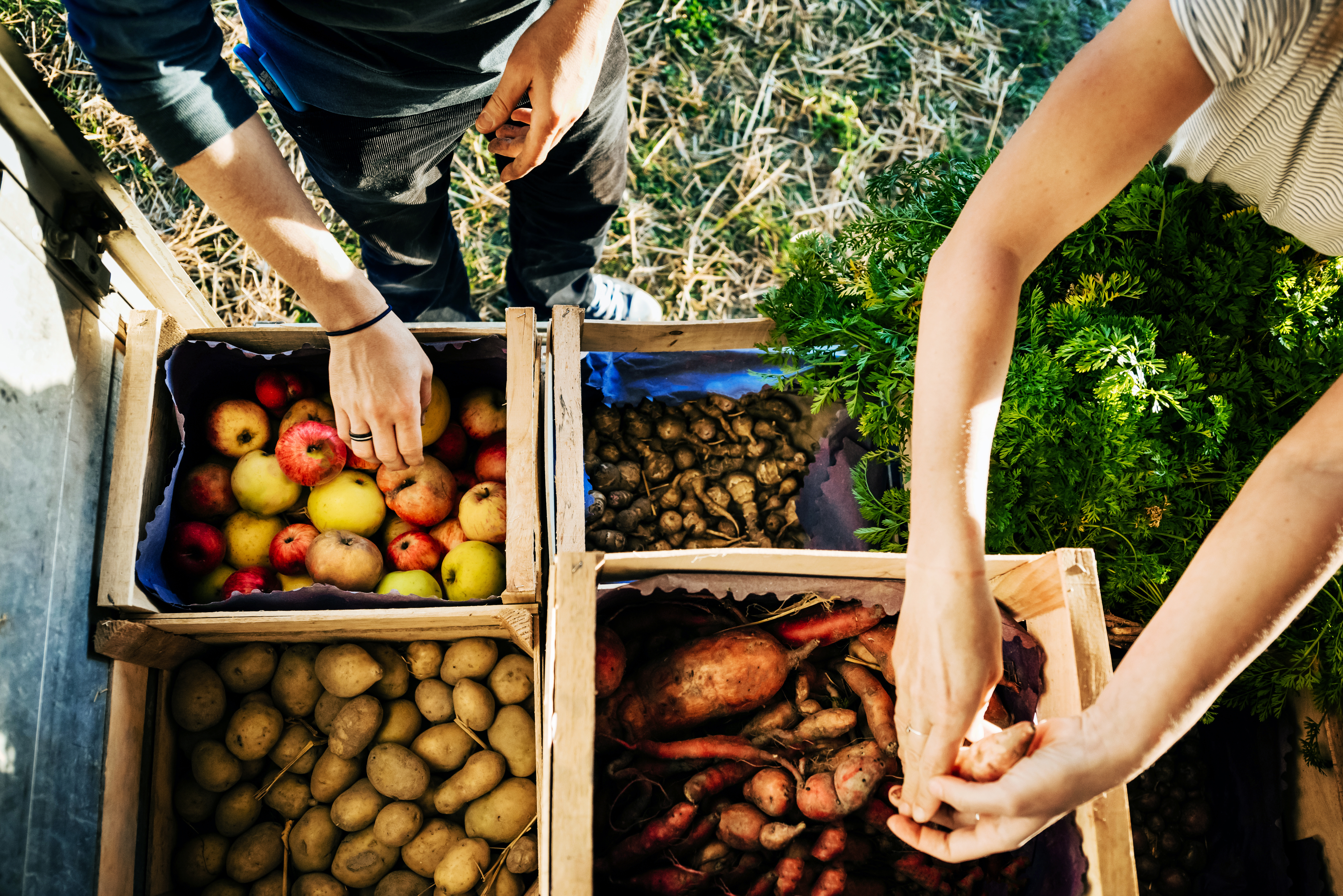 Produtores colhendo alimentos org&acirc;nicos