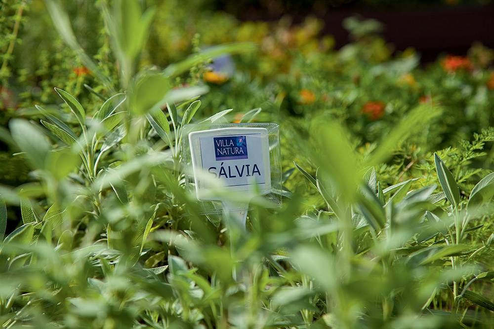 Moradores condomínio residencial criam horta comunitária-04 moradores-condomc3adnio-residencial-criam-horta-comunitc3a1ria-04