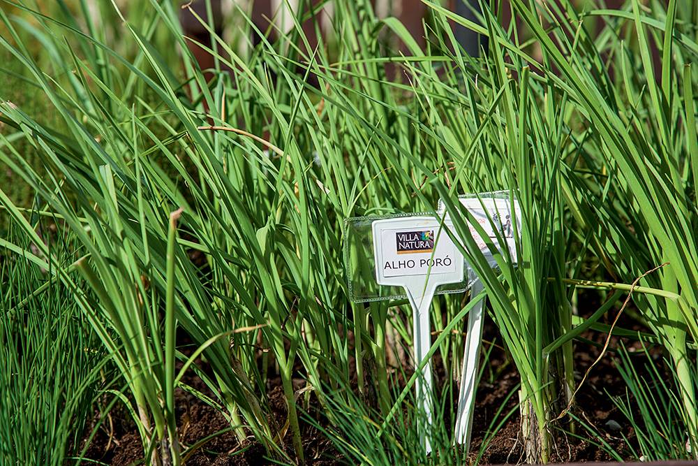 moradores-condomc3adnio-residencial-criam-horta-comunitc3a1ria-06