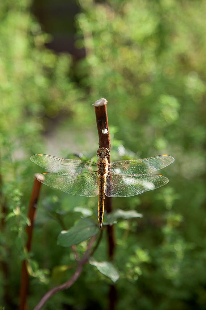 Moradores condomínio residencial criam horta comunitária10 moradores-condomc3adnio-residencial-criam-horta-comunitc3a1ria10