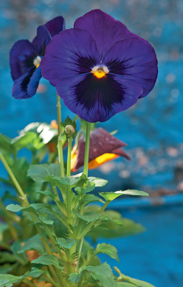 sustentabilidade-horta-orgc3a2nica-cultivada-em-caixotes-e-panelas-amor-perfeito