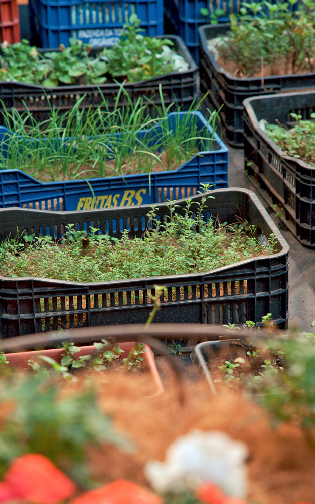 sustentabilidade-horta-orgc3a2nica-cultivada-em-caixotes-e-panelas-caixotes