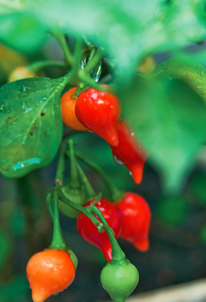 sustentabilidade-horta-orgc3a2nica-cultivada-em-caixotes-e-panelas-pimenta-biquinho