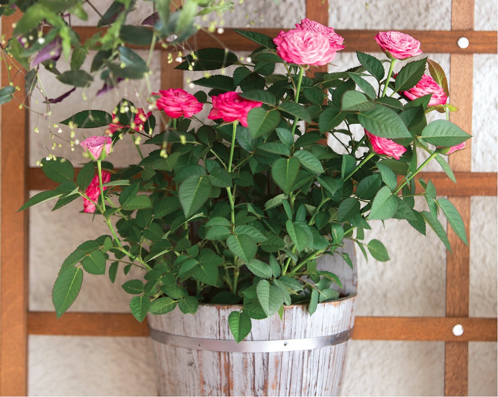 varanda-4-estilos-para-seu-cantinho-verde-flores