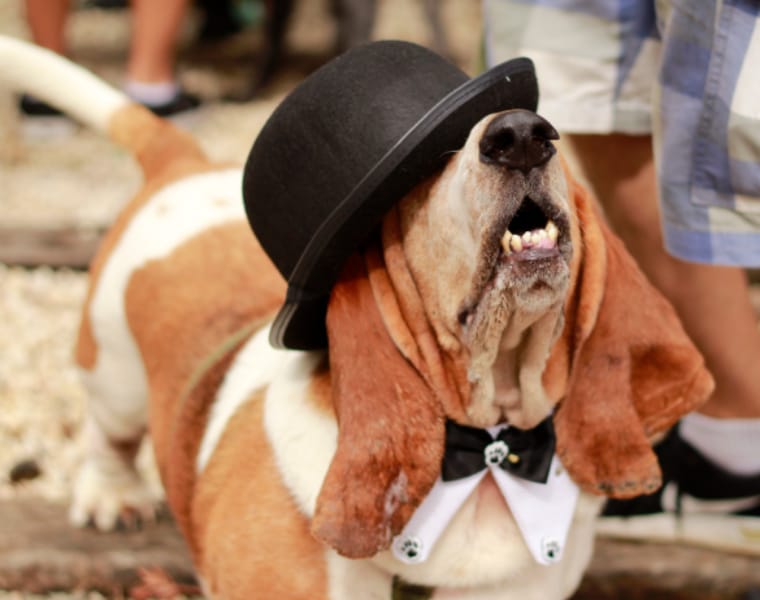 C&atilde;o fantasiado de Charles Chaplin