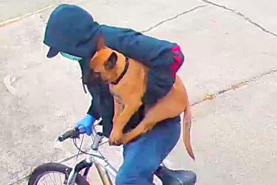 Filhote de cachorro é roubado de enfermeira que luta contra coronavírus