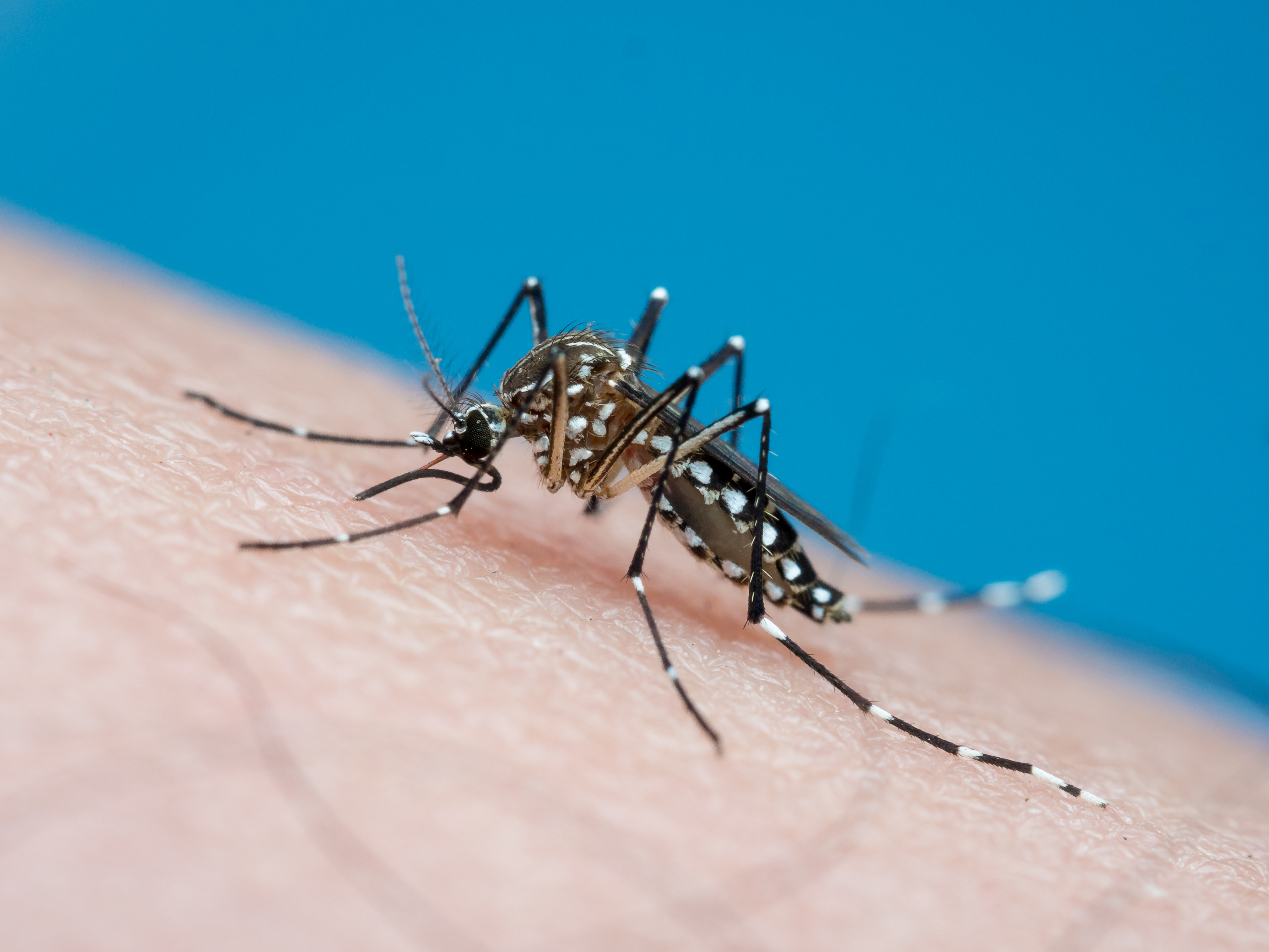 6 distritos de São Paulo estão em situação epidêmica por dengue