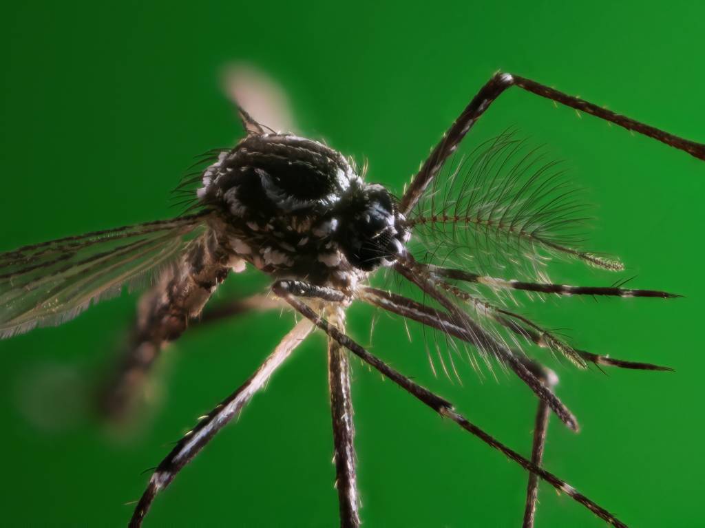 Brasil registra alta em mortes por dengue nos últimos meses