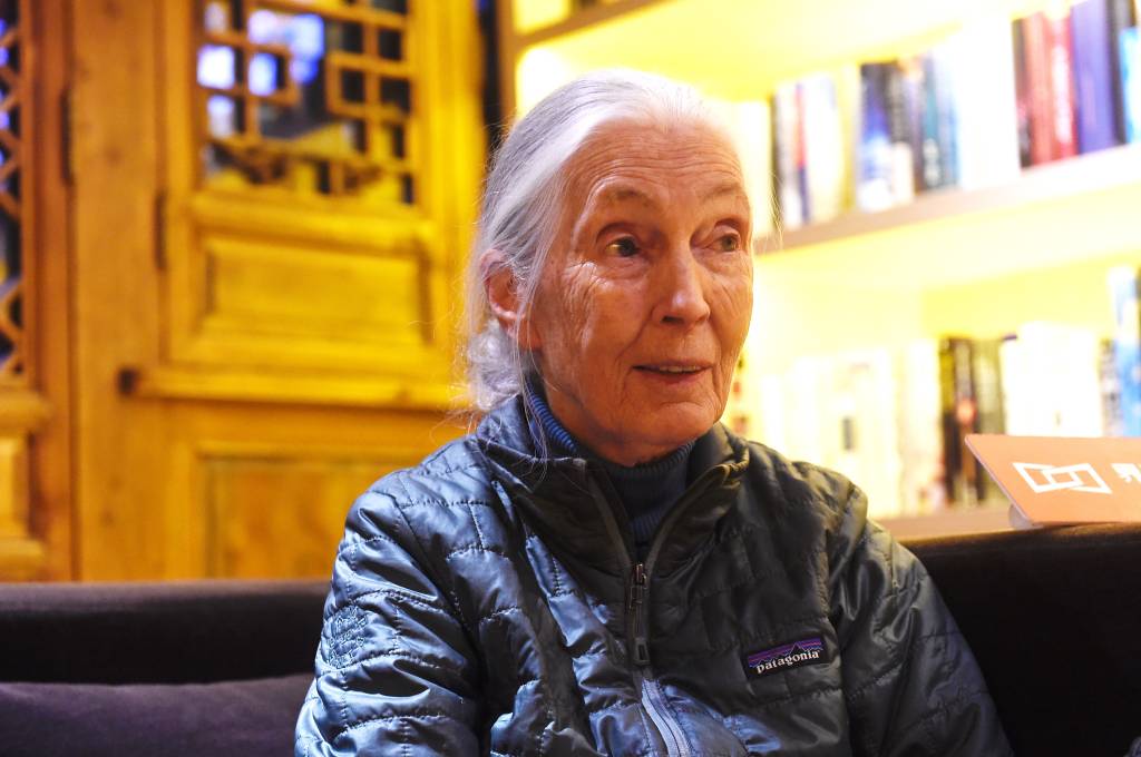 “Se não mudarmos, é o fim”, diz Jane Goodall sobre os hábitos dos humanos