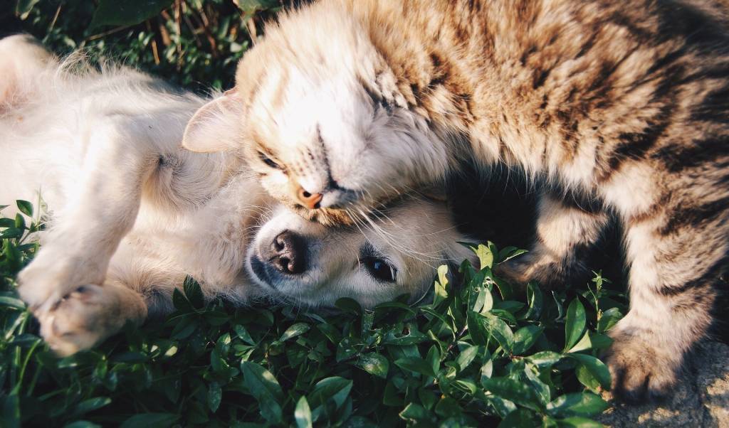 Primeiro caso de Covid-19 em animais é registrado em Belo Horizonte