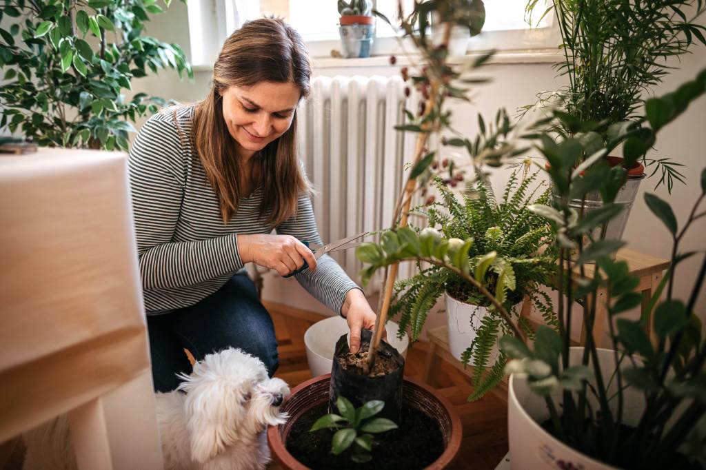 10 plantas para ter em casa e não colocar seu pet em risco