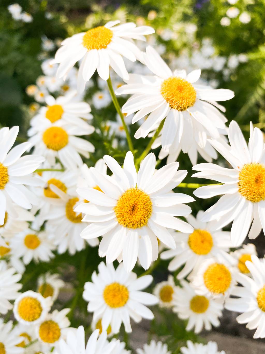 ana-frantz-azRS34AdaaM-unsplash margarida