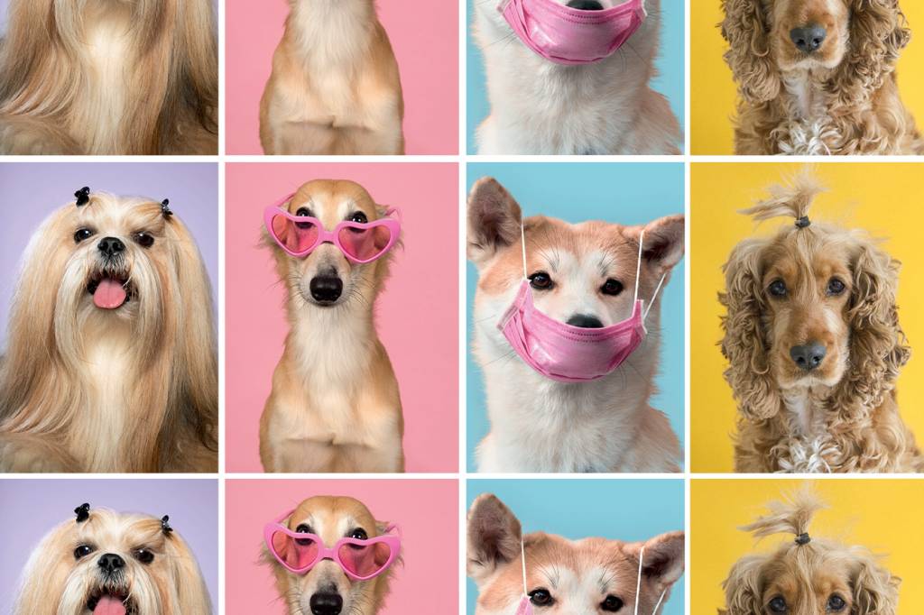 Mãe de pet existe? O termo invisibiliza a sobrecarga das mulheres com filhos