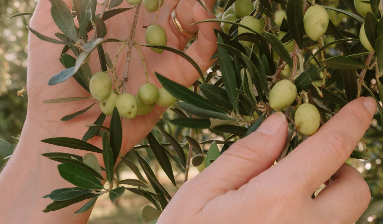 mãos encostando na folha das oliveiras