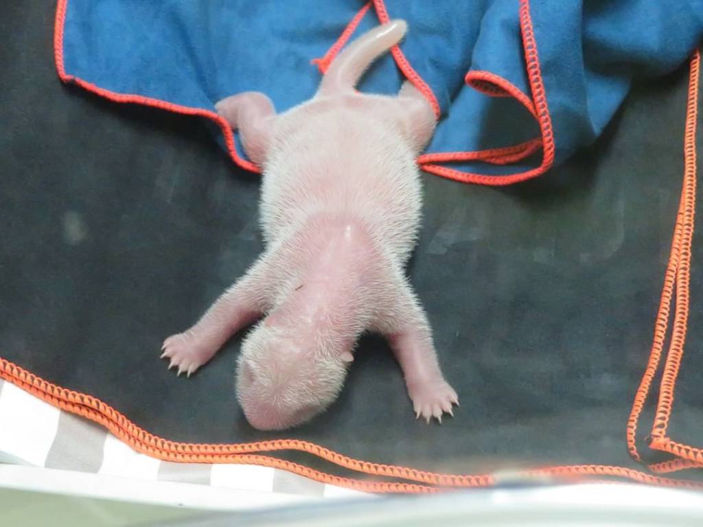 Fofura: panda gigante dá à luz gêmeos em Madri