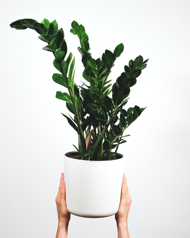 plantas e feng shui